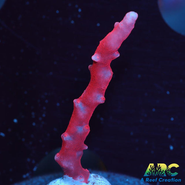 JF TNT Anacropora