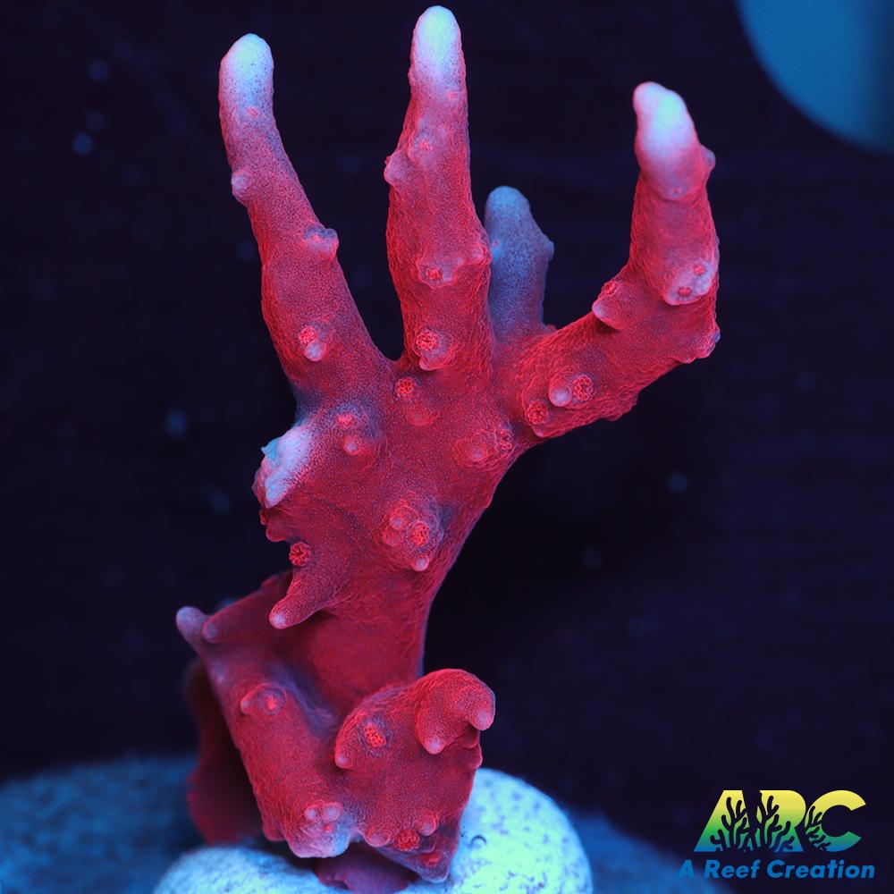 JF TNT Anacropora