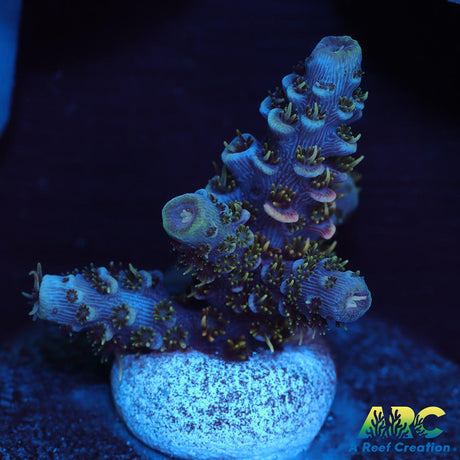 ARC Wildfire Milli