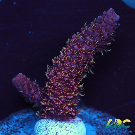 ARC Strawberry Spath