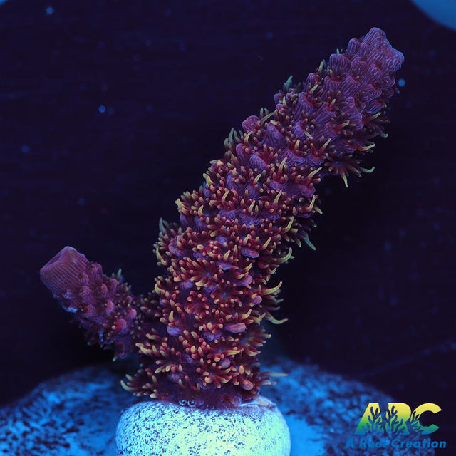ARC Strawberry Spath