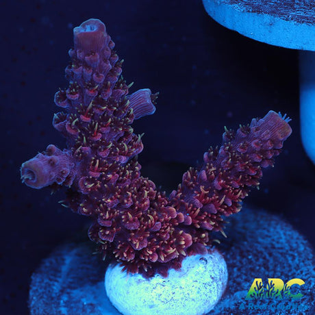 ARC Strawberry Spath