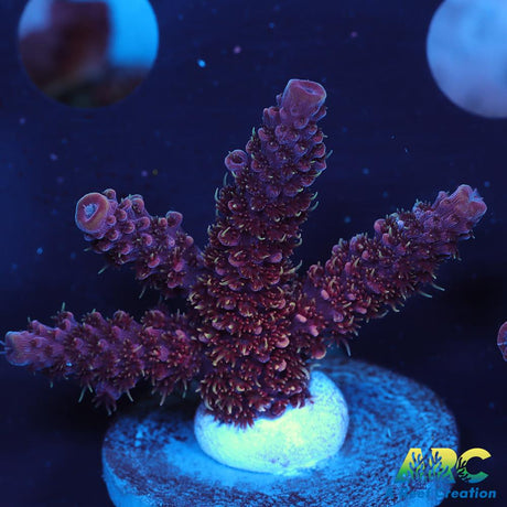 ARC Strawberry Spath