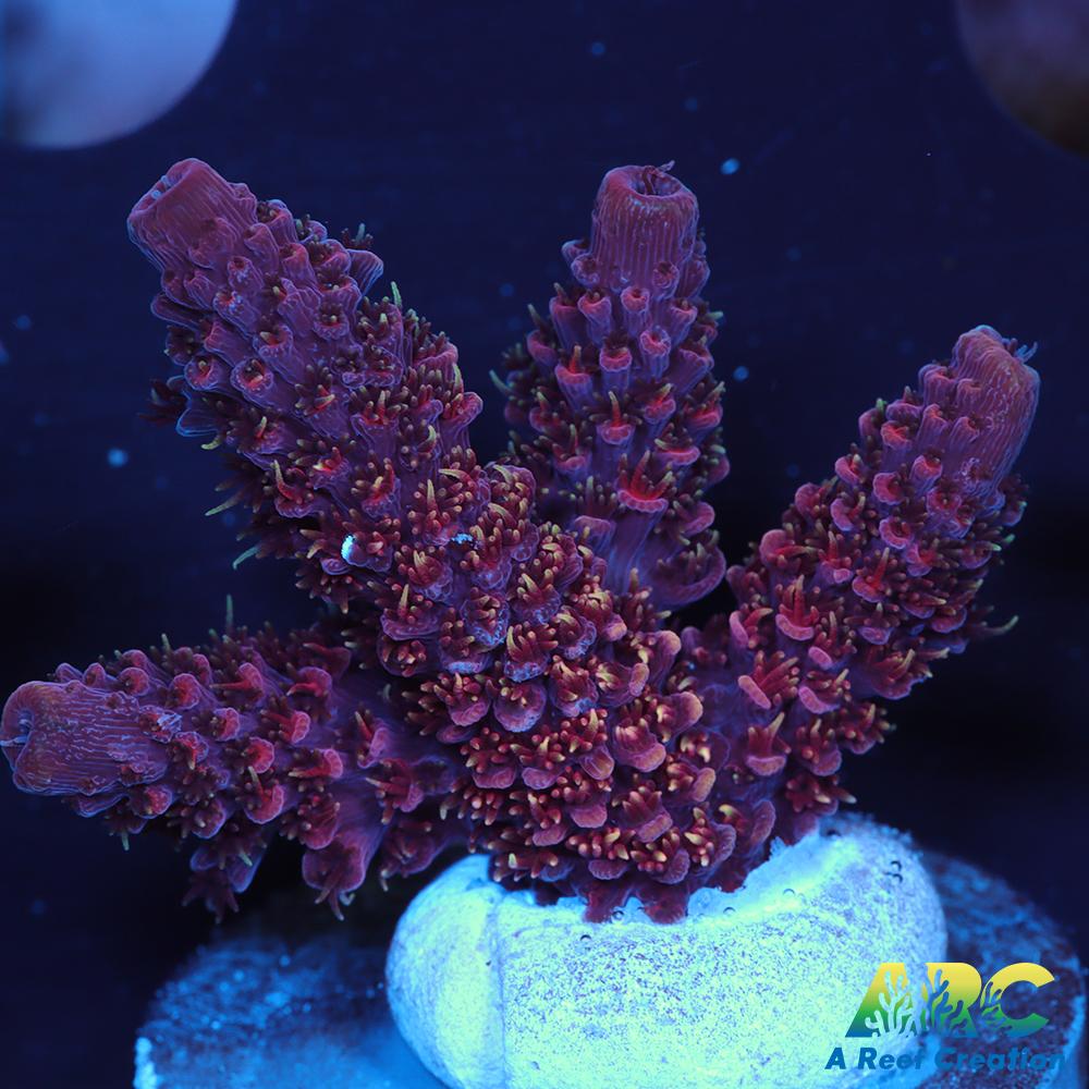 ARC Strawberry Spath