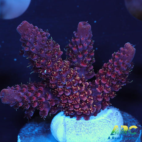ARC Strawberry Spath