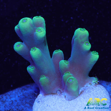 Prat Reef Table