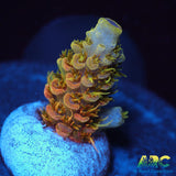 ASD Rainbow Milli