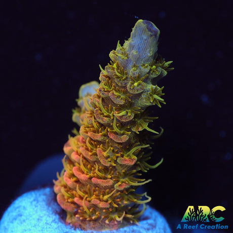 ASD Rainbow Milli