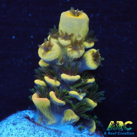 RRC Bananorama