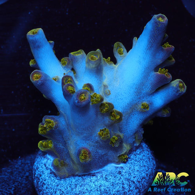 Sanjay's Wrecking Ball