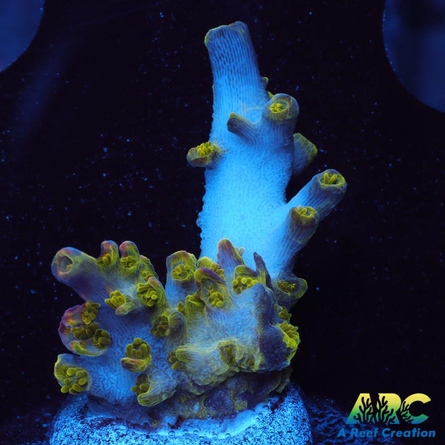 Sanjay's Wrecking Ball