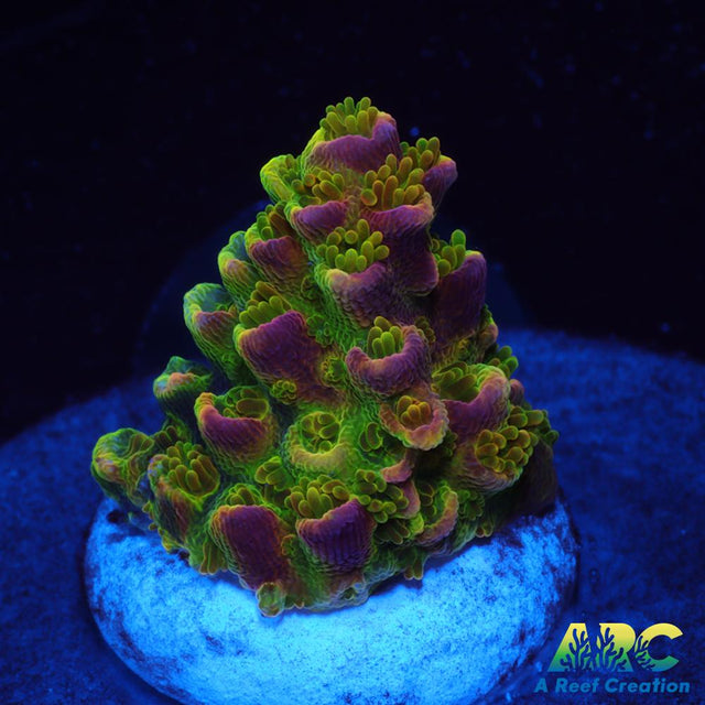 Sanjay's Wrecking Ball