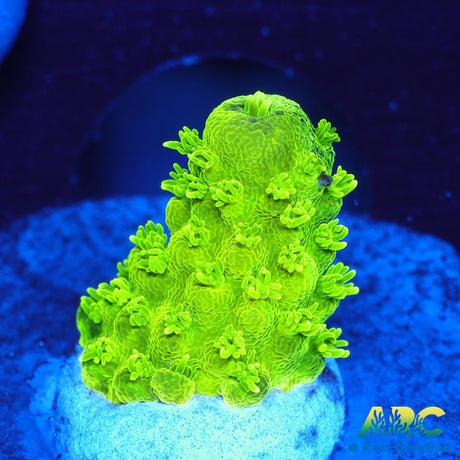 ARC RandyO's Humilis