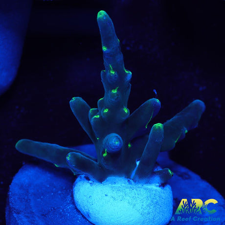 CC Needle in a Haystack