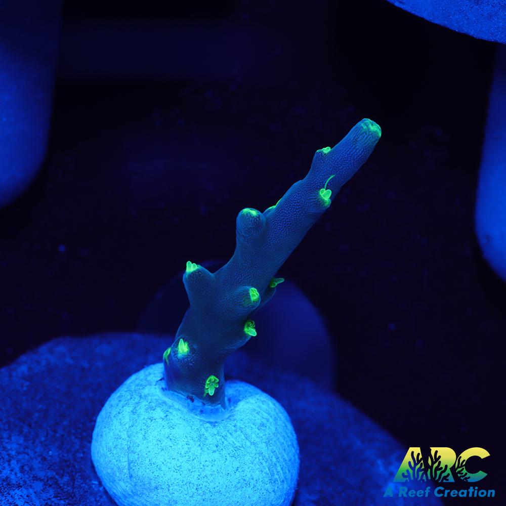 CC Needle in a Haystack