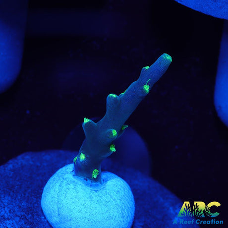 CC Needle in a Haystack