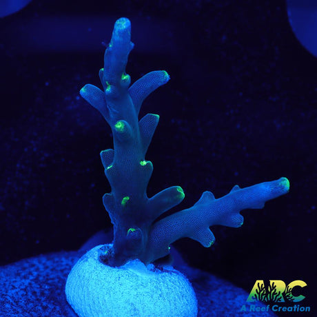 CC Needle in a Haystack