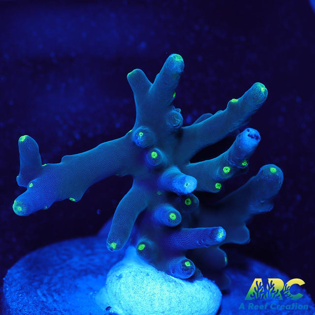 CC Needle in a Haystack