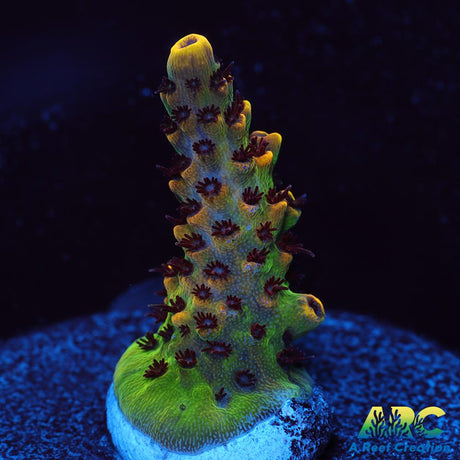 WWC Red Polyp Clathrata