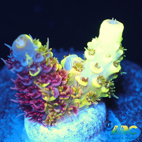 RRC Rainbow Splice