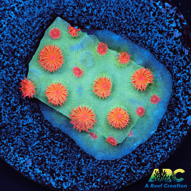 Meteor Shower Cyphastrea