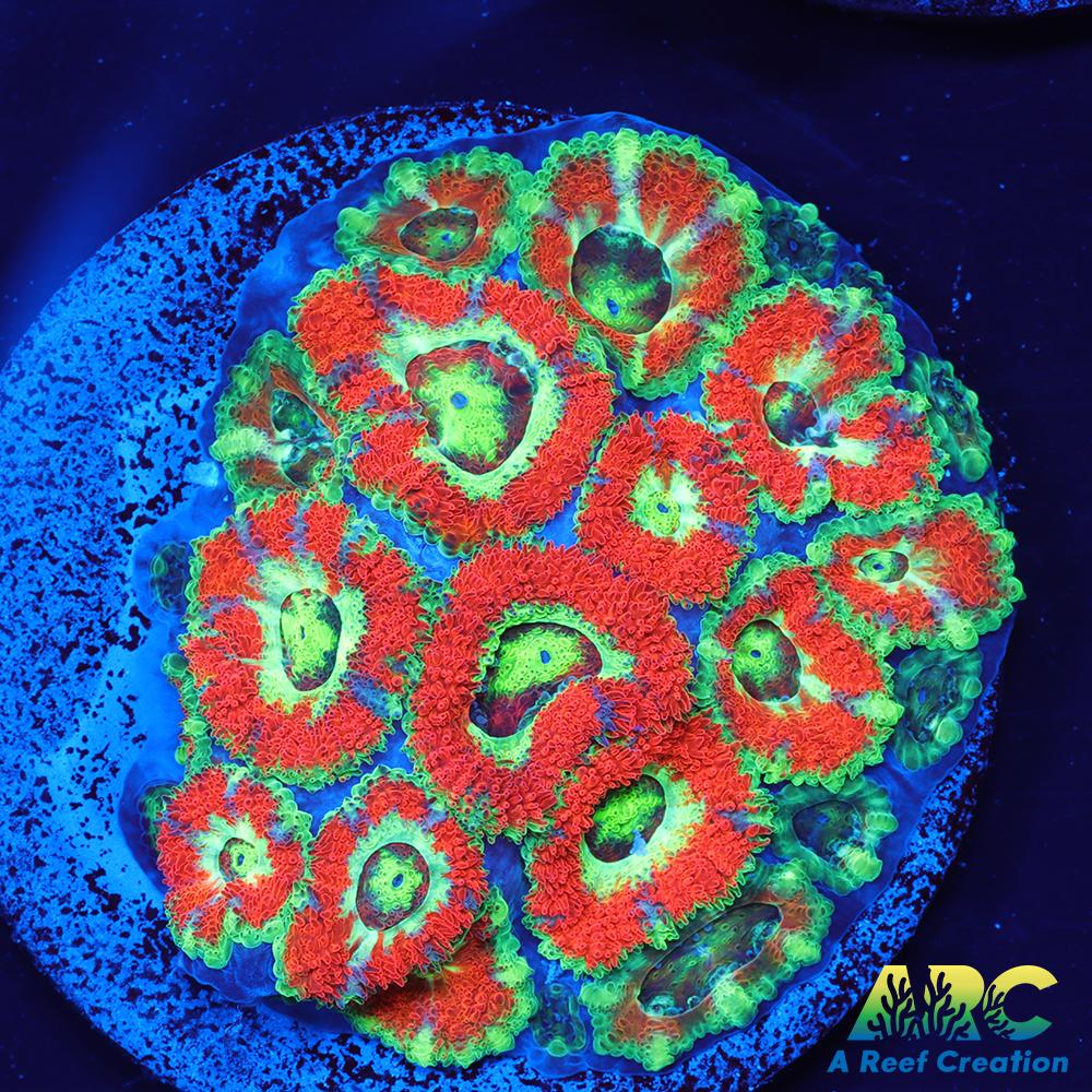 OG UFO Micromussa