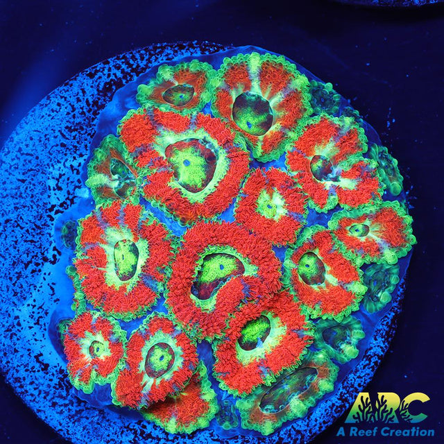 OG UFO Micromussa