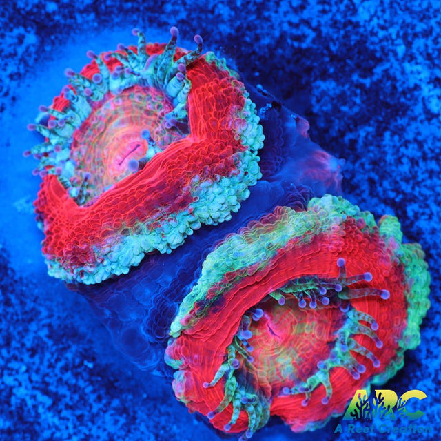 Red and Teal Acan