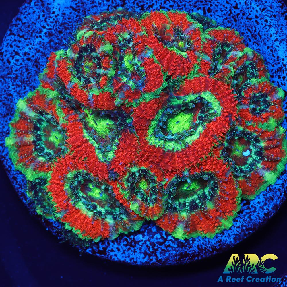 OG UFO Micromussa