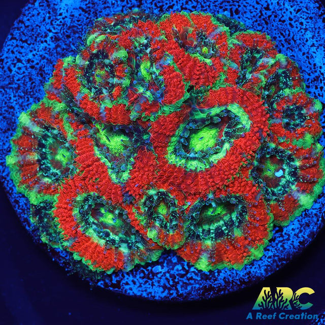 OG UFO Micromussa