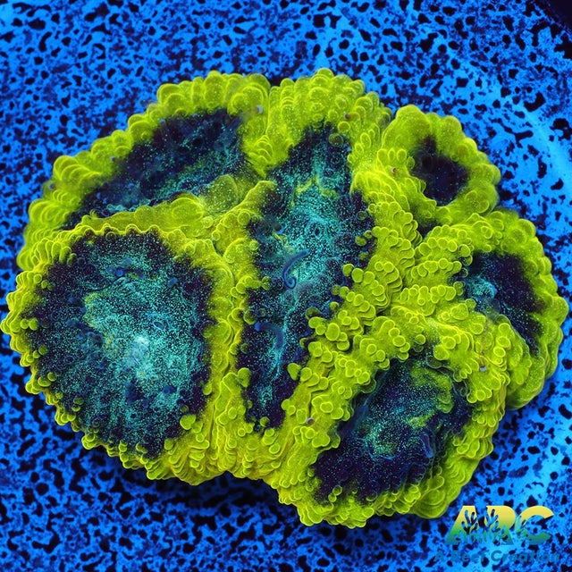 ARC Aquaman Favia