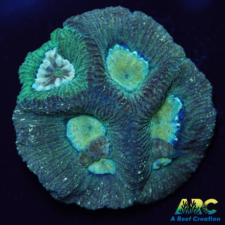Double Green Goniastrea