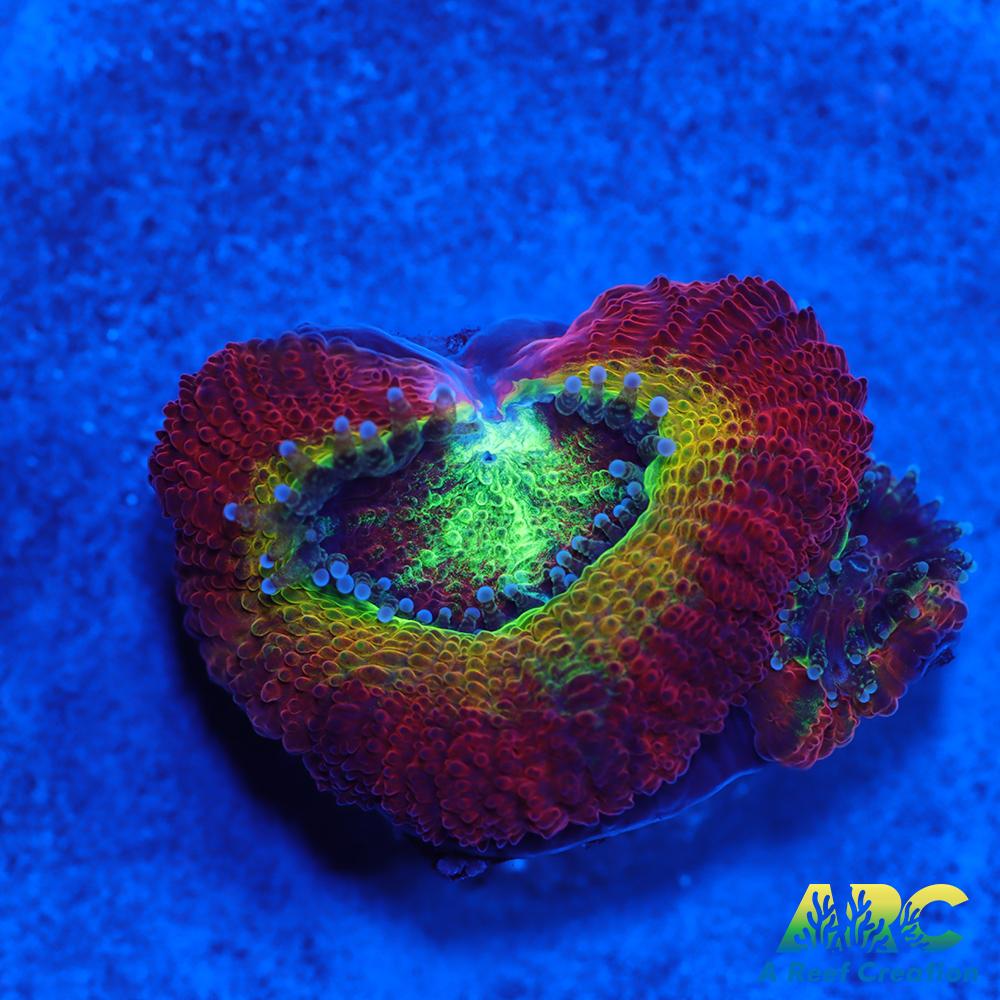 WWC Ruby Red Micro