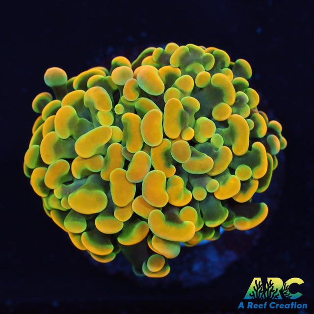 ARC Goldsmith Hammer