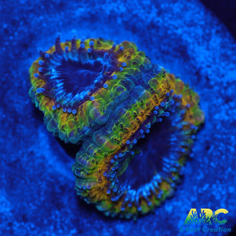 Rebecca's Rastafarian Acan
