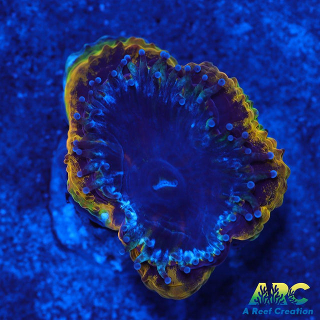 Rebecca's Rastafarian Acan
