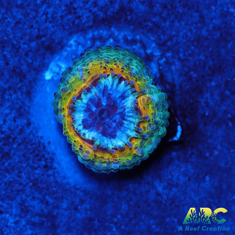 Rebecca's Rastafarian Acan