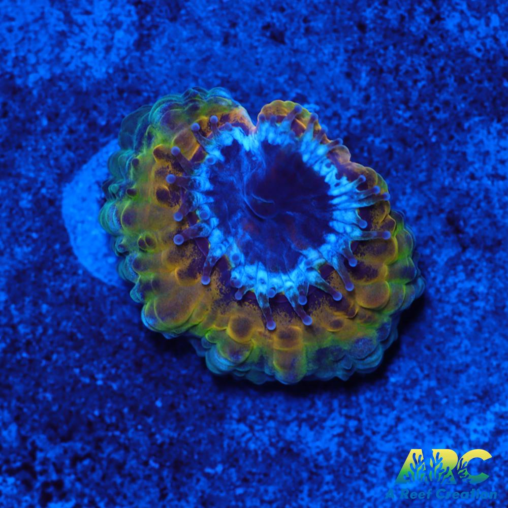Rebecca's Rastafarian Acan