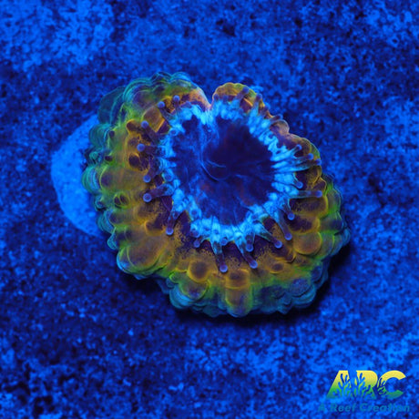 Rebecca's Rastafarian Acan