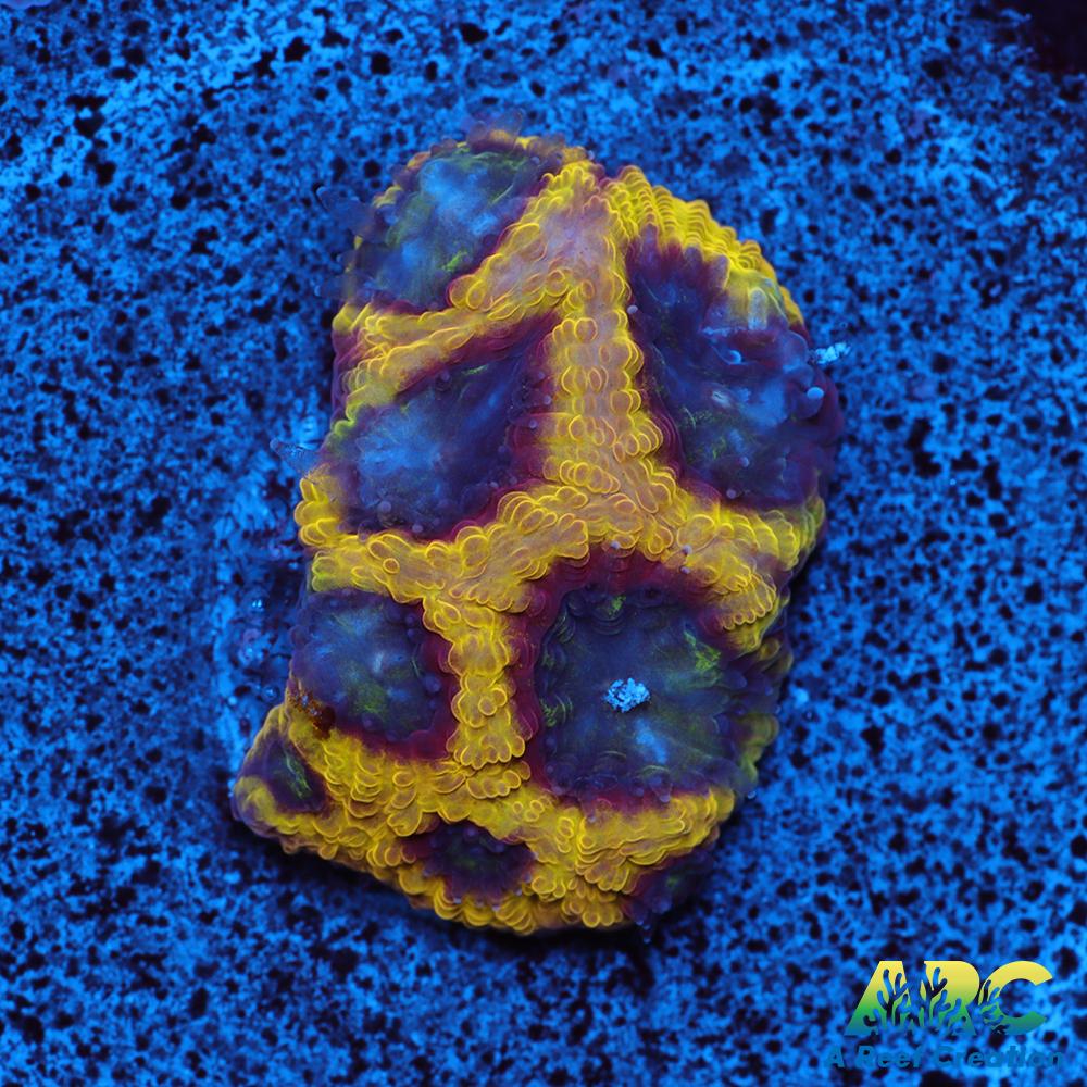ARC PacMan Favia