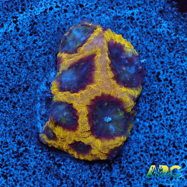 ARC PacMan Favia
