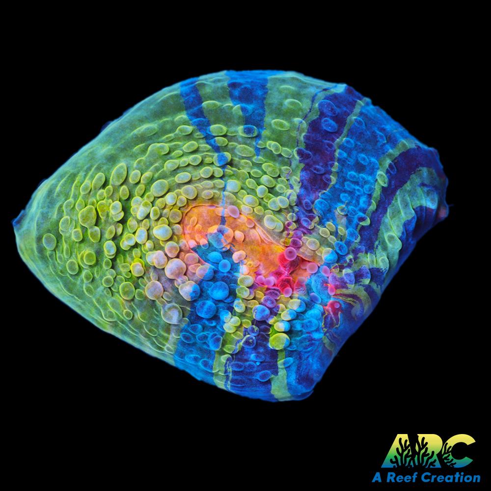 CCA Crayola Meltdown Chalice