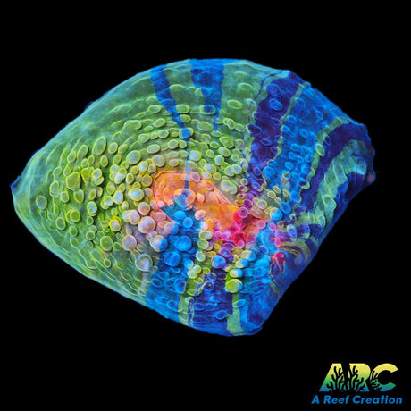 CCA Crayola Meltdown Chalice