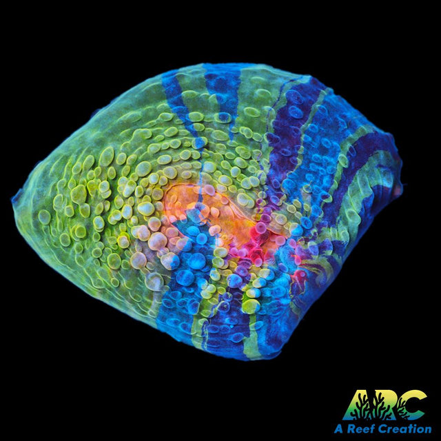 CCA Crayola Meltdown Chalice