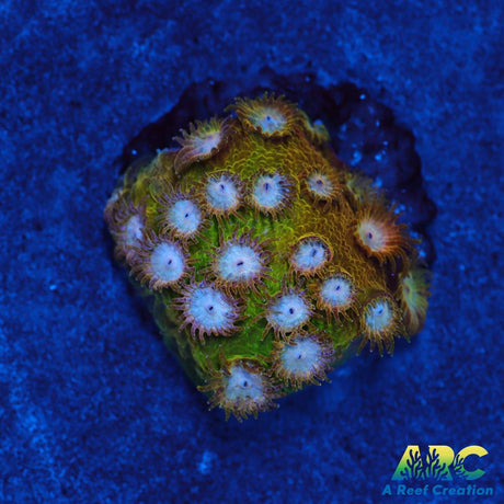 FF Yellow Cyphastrea