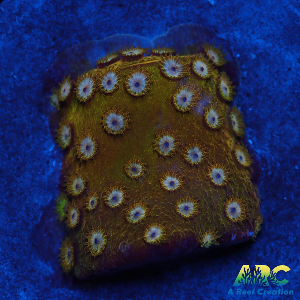 FF Yellow Cyphastrea