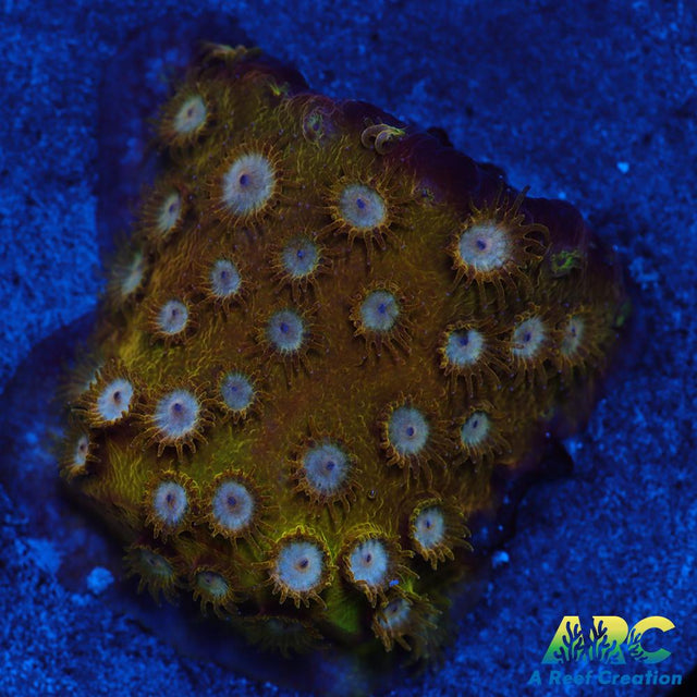 FF Yellow Cyphastrea