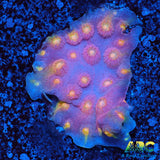 ARC Halley's Comet Plating Cyphastrea