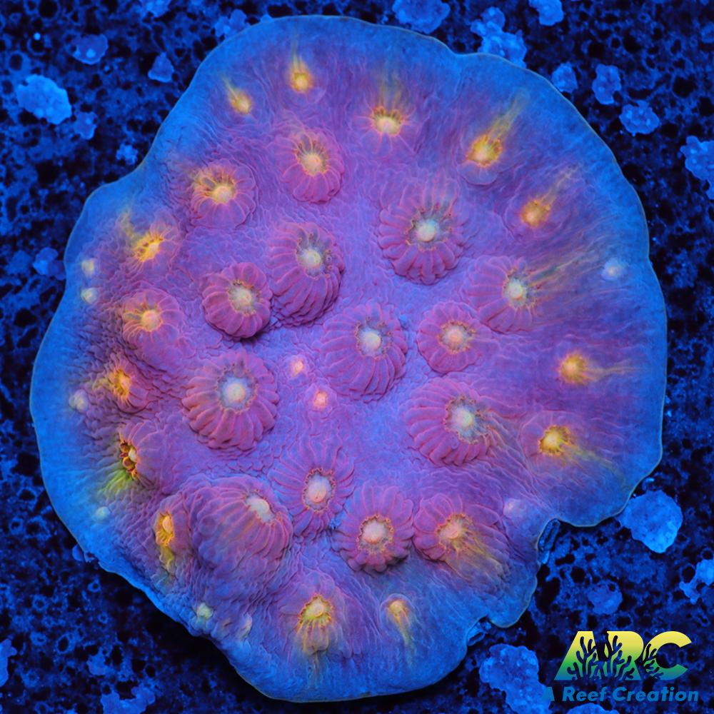 ARC Halley's Comet Plating Cyphastrea