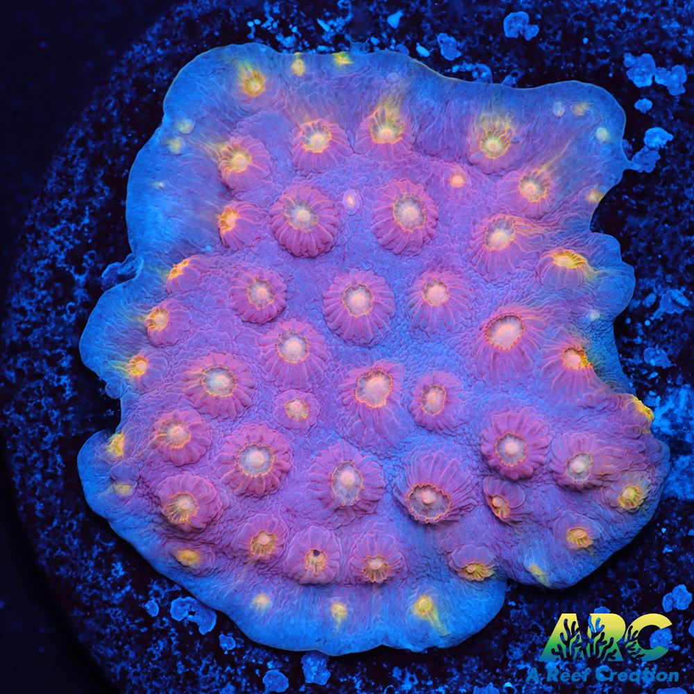 ARC Halley's Comet Plating Cyphastrea